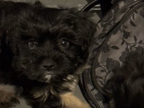 Yorkie Poo – yorkiepoo baby – Orlando