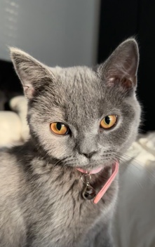 British Shorthair – azula needs new home
