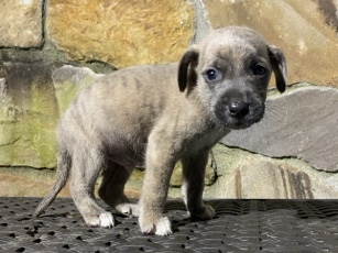 Mountain Cur – mountain Cur – Crossville
