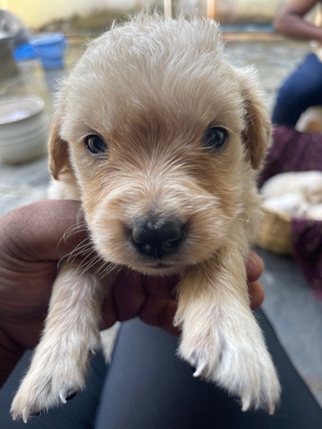 Golden Retriever – golden retriever