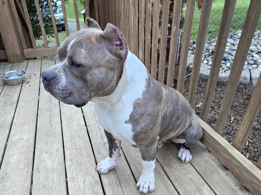 Bull and Terrier – Registered Bully – Wytheville