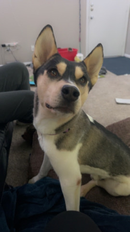Siberian Husky – Rebel