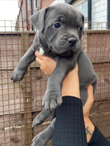 petshome%2Fadverts%2FCRyjgi6U30rzR6mbTQ61%2Fmain image