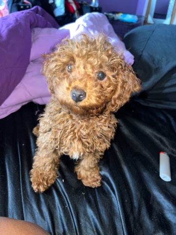 Poodle – Toy poodle