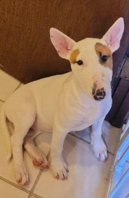 Female Puppy