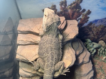 Lizard – Bearded Dragoon