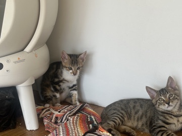 Adorables chatons à adopter ! – Plaisir