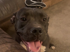 American Pit Bull Terrier – Sweet, Smart & Potty-Trained Dog Looking for a Loving Home – Alamogordo