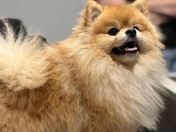 Pomeranian in Gdańsk