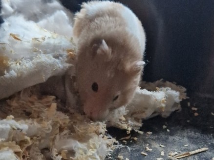 Any – Hamster Roux