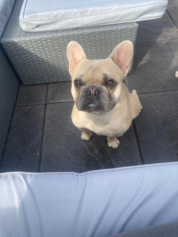 French Bulldog – French bull dog