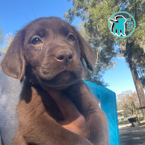 Labrador Retriever – AKC Champion Pedigree