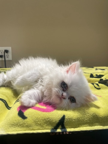 Persian kitten