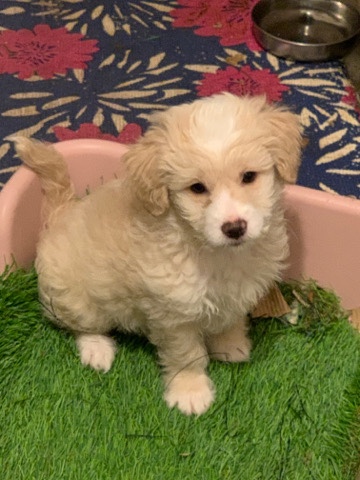 Maltese – malti poo for sale