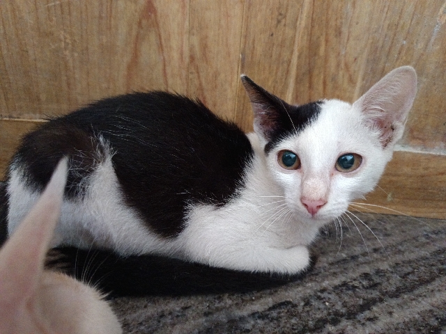 cat available for adoption – Kolkata