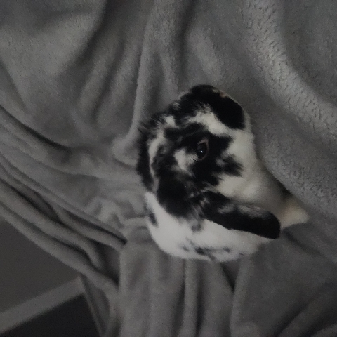 female rabbit