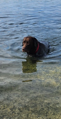 Labrador Retriever – male chocolate lab