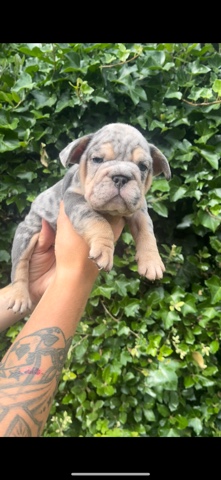 Bulldog – Stunning English Bulldogs