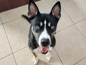 Husky Doberman Mix Dog for Rehoming – 3 Years Old – Spring Hill