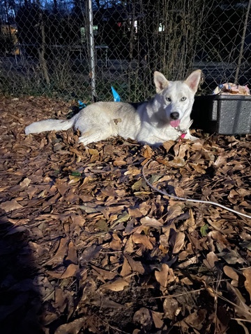Siberian Husky – huskey
