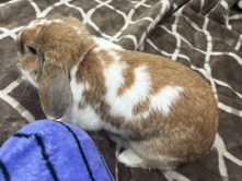 Holland Lop Bunny for sale