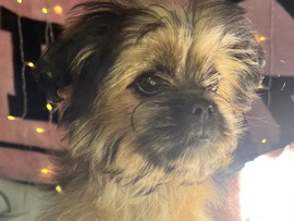 Shih Tzu – Free Puppy!! – Fresno