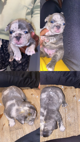 French Bulldog – Frenchie
