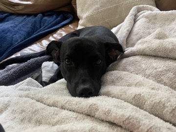 Labrador Retriever – “Forty” deserves the best home