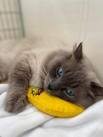 Ragdoll – Gccf ragdoll kittens
