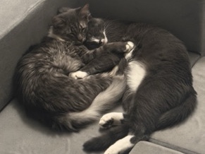Two Cats – Sainte Genevieve