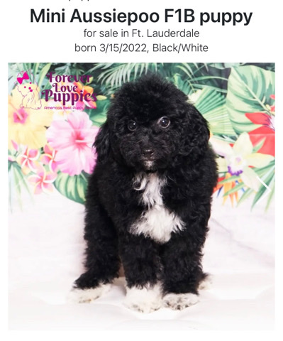 Miniature Australian Shepherd – mini ausiepoo