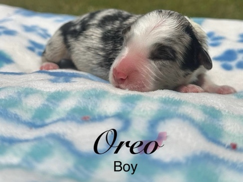Australian Shepherd – Boy (Border Collie X Aussie) – Oklahoma City