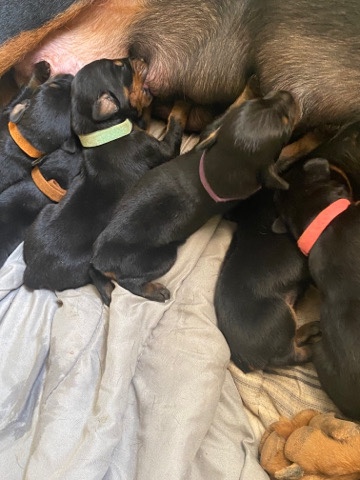 Doberman Pinscher – Doberman puppies