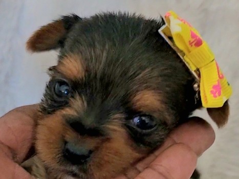 Yorkshire Terrier – Pedigree Yorkshire Terrier Puppy – KC/AKC Registered – Pahrump