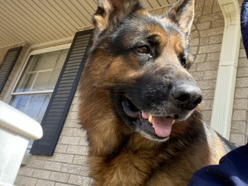 German Shepherd – German shepherd – Columbia