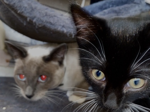 Others - beautiful kitten available for adoption in Birmingham