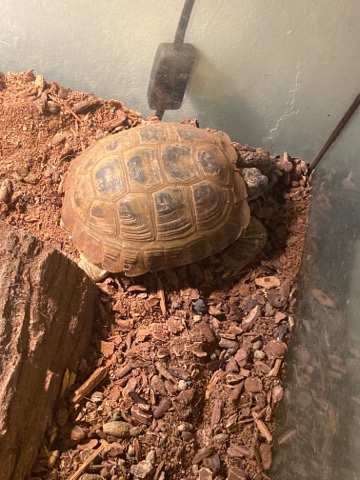 Any – Tortoise “Grogu”