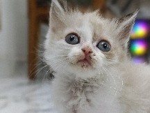 Ragdoll – ragdoll kitten – Varanasi