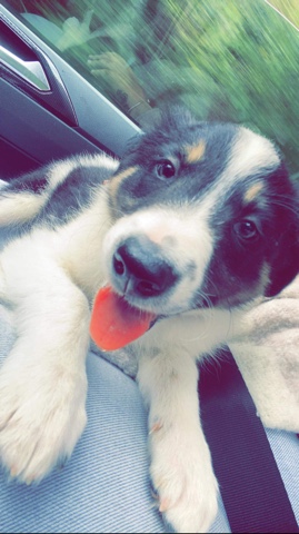 Border Collie – Lucky the 9 week old Collie Pup