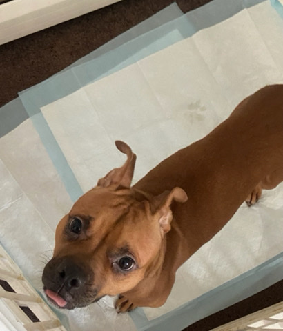 American Pit Bull Terrier – xena (pitbull) Female