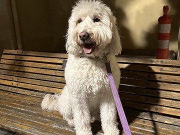 Image of Goldendoodle