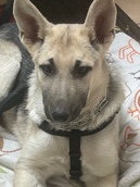German Shepherd – loki