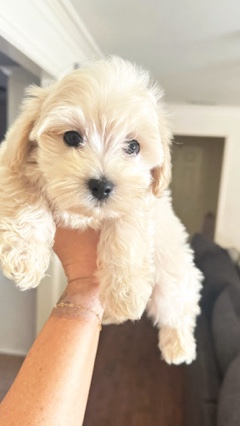 maltipoo (little boy)
