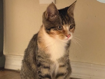 Pepper // Kitten Needs Home – Salem