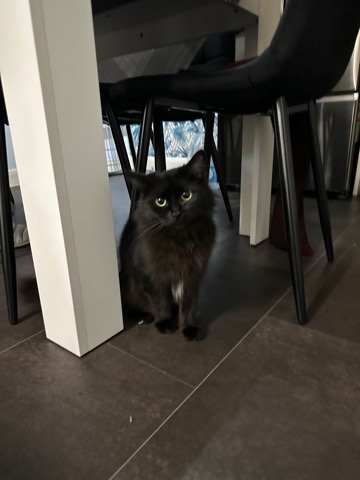 British Semi-longhair – 2 cats to rehome. f/m