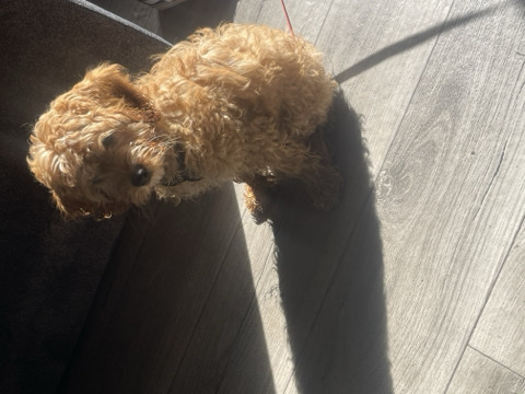 Yorkie Poo – yorkipoo puppy 3 months old – Belleville