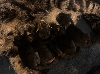 Russian White, Black and Tabby – Newborn Tabby Kittens – Colton