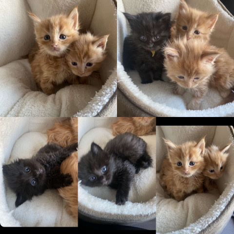 Maine **** kittens