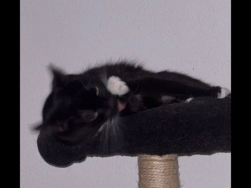 Katze zu verkaufen – Herten