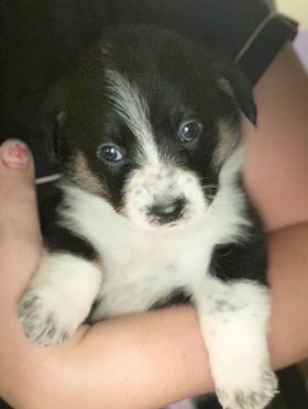 Pembroke Welsh Corgi – Female corgi puppy houston pearland area